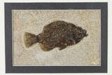 Framed Fossil Fish (Cockerellites) - Wyoming #143989-1